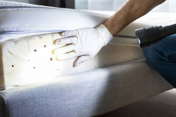 Best Local Pest Control Services  in Scotts Valley, CA