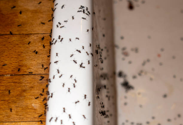 Best Commercial Pest Control Services  in Scotts Valley, CA