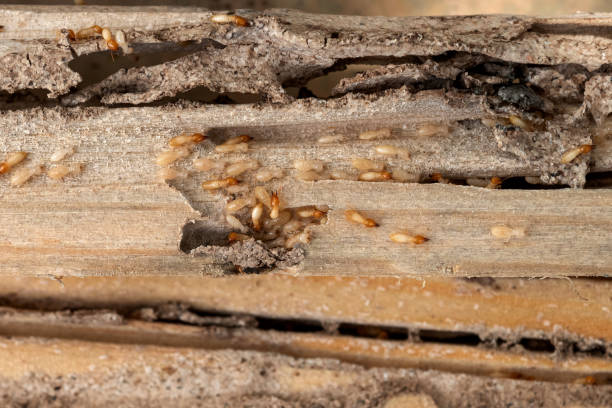 Spider Control Near Me in Scotts Valley, CA